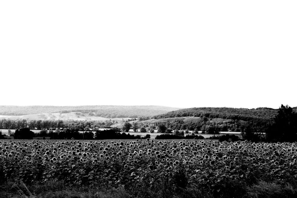 Подсолнуховая даль / Sunflower Distance