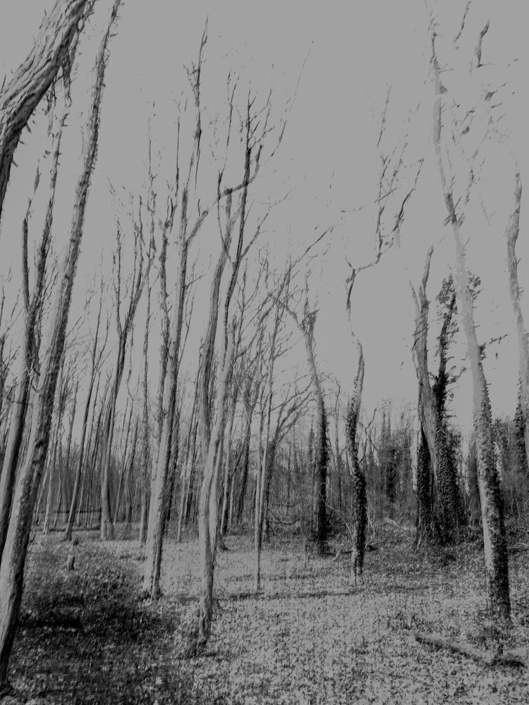 Photograph by daria eipert