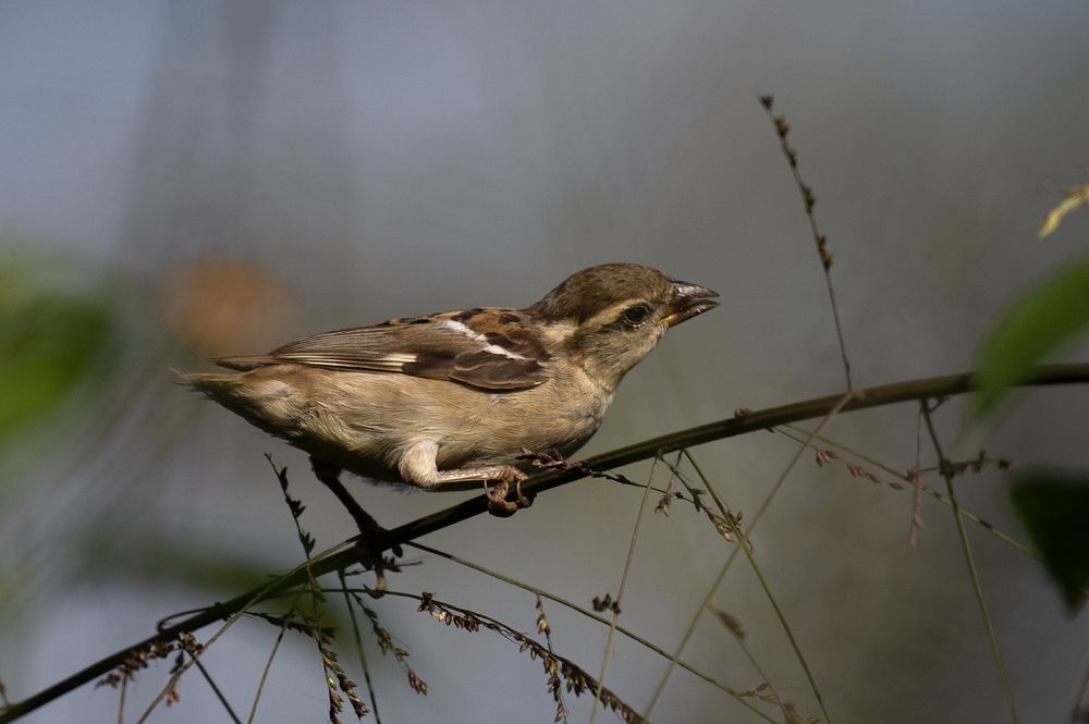 Photograph by Pankaj Dutta