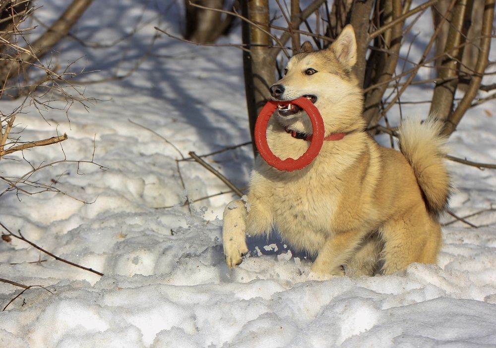Фотография автора Ираида Гайфуллина