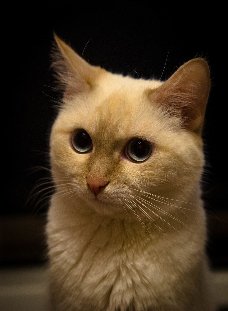 Мурло. Портрет