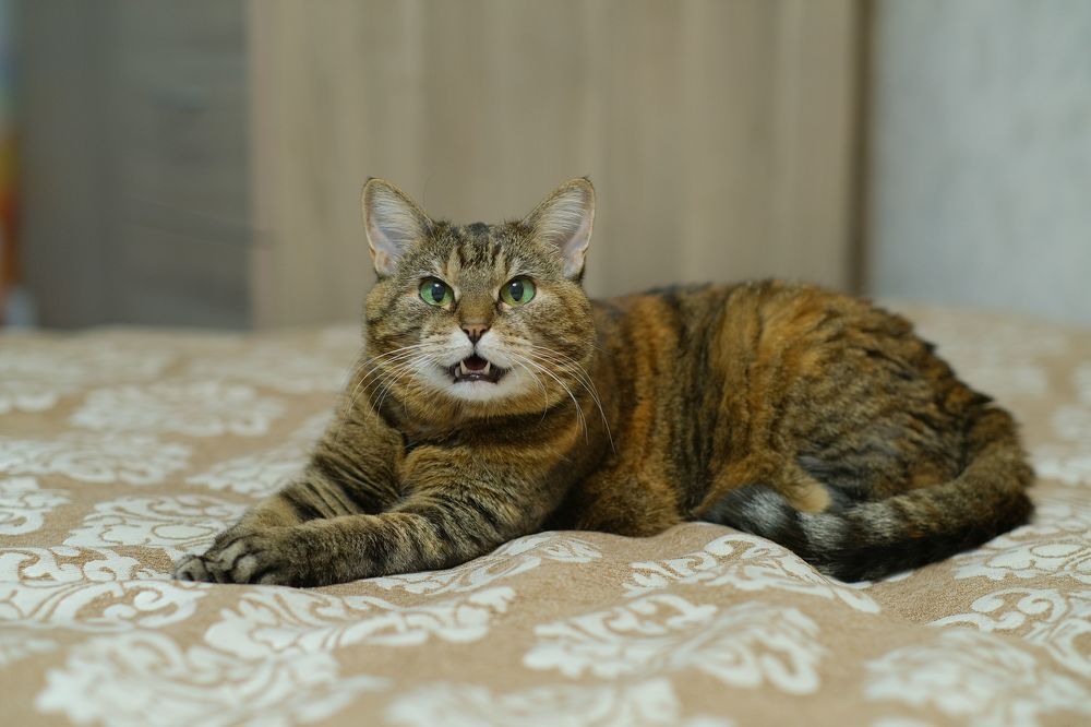 Photograph by Михаил Косолапов