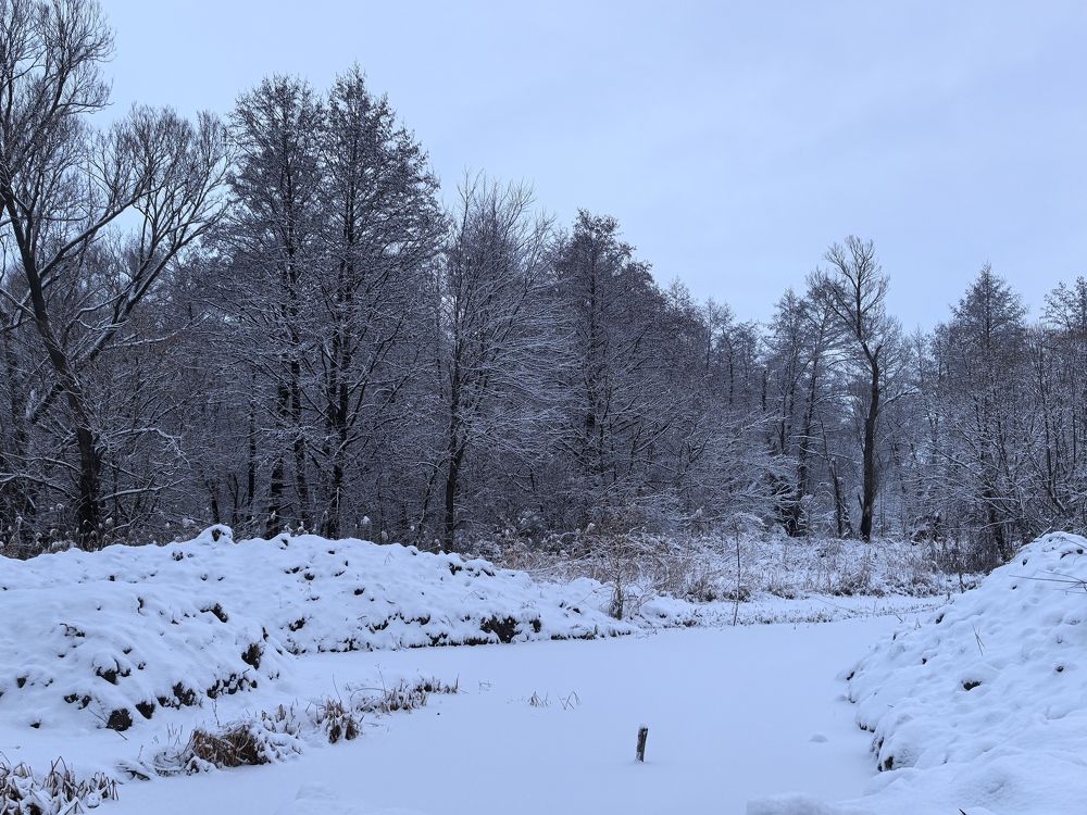 Photograph by Елизавета Зыкова