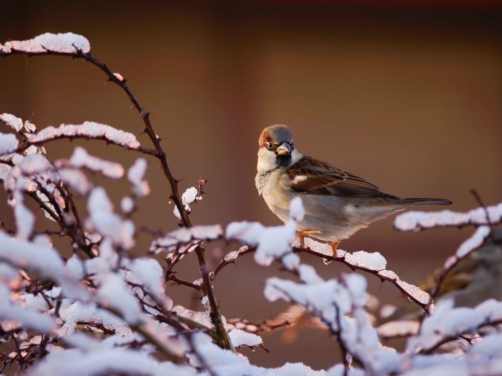 Фотография автора Jaroslav Hanzalík