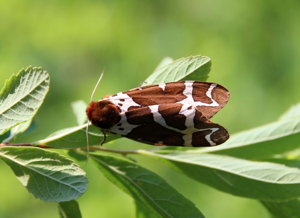 Медведица-кайя