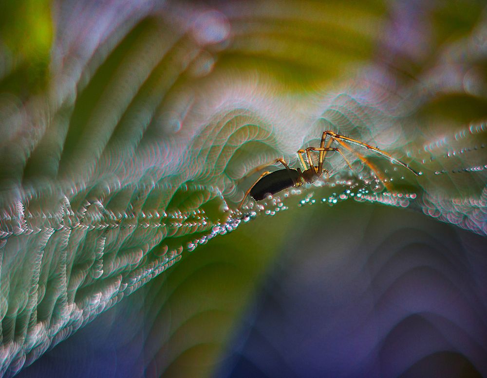 Волшебный мир