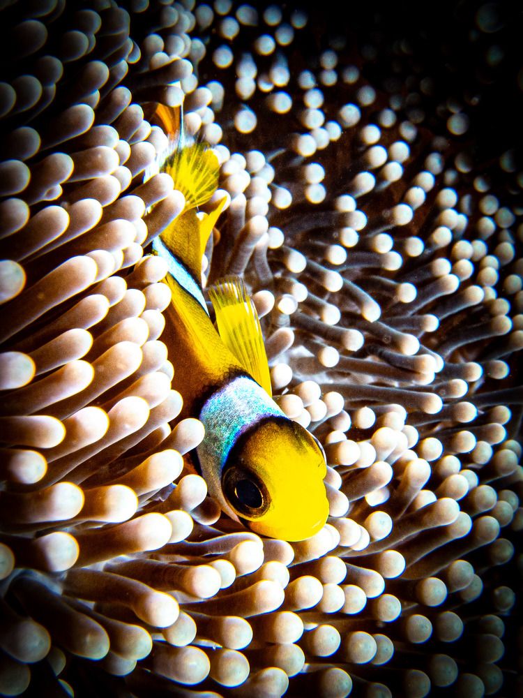 Photograph by Alexander Plakida