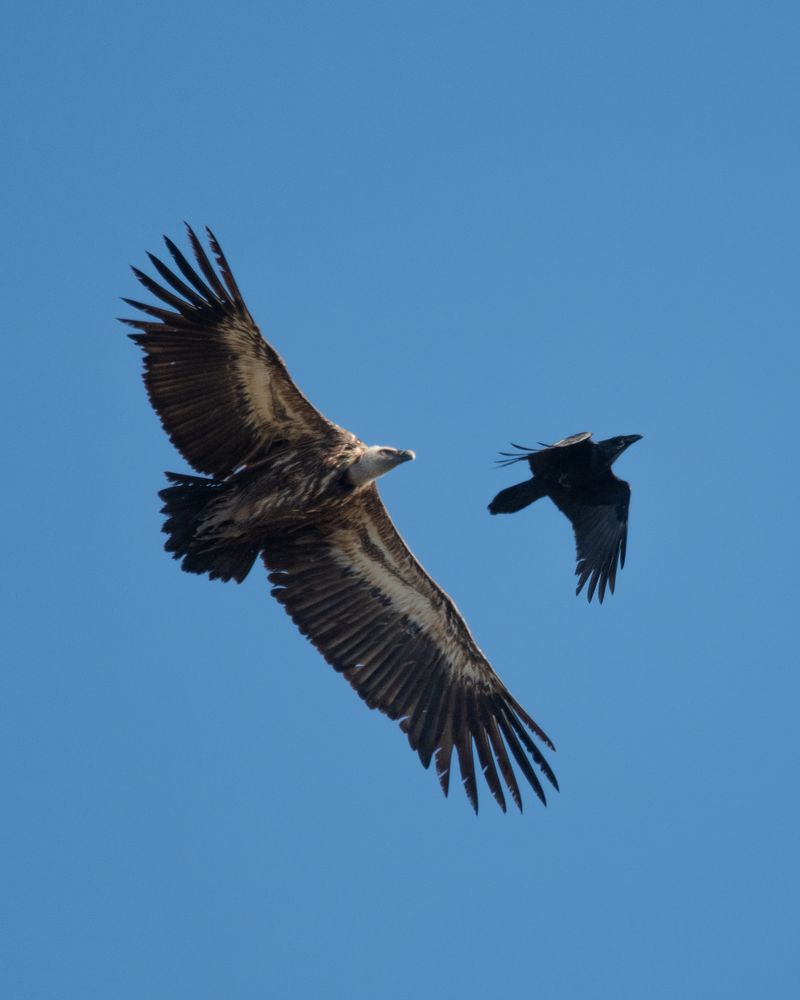 Photograph by bilal bilal