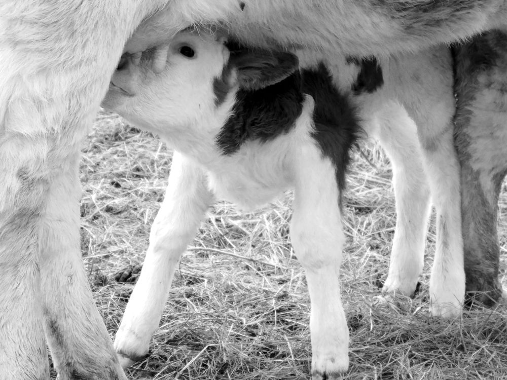 Photograph by Надежда Батракова