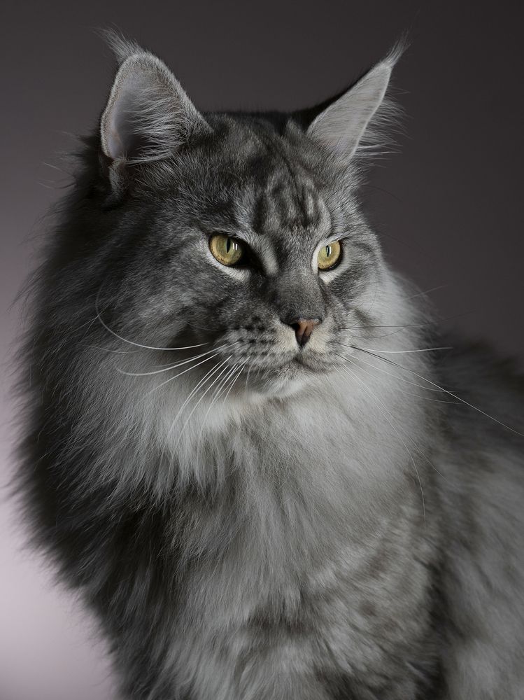 Фотография автора Александр Луппов