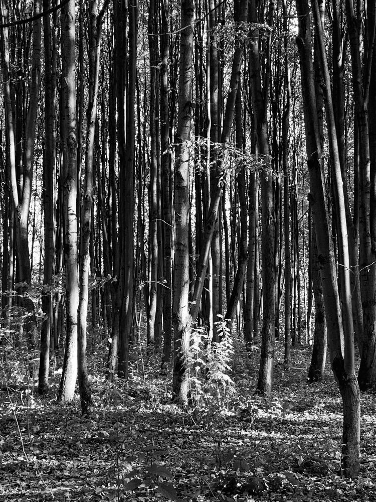 Photograph by Elena Makukha