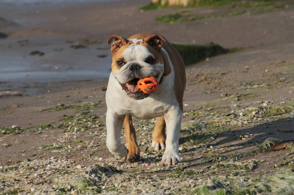 Пляжный волейбол