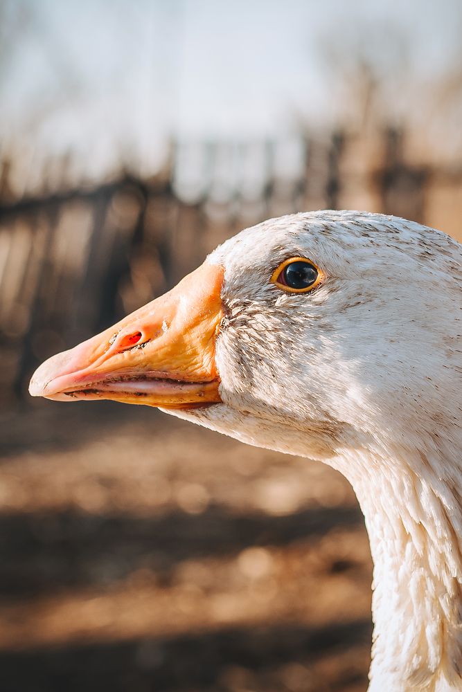 Фотография автора Карина Шарова