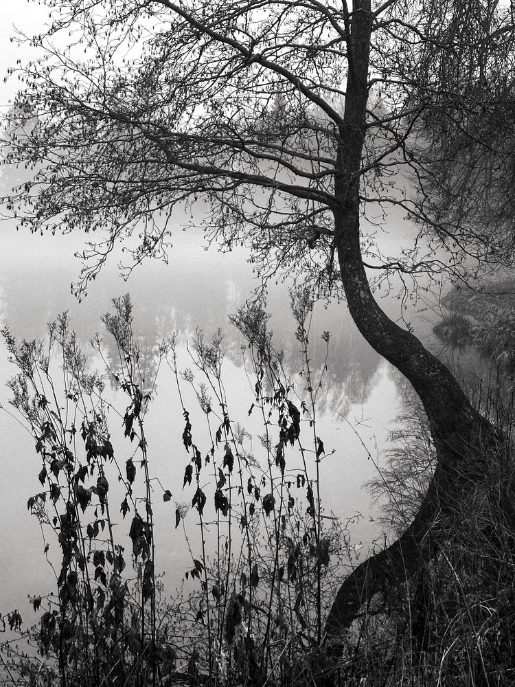 Fog