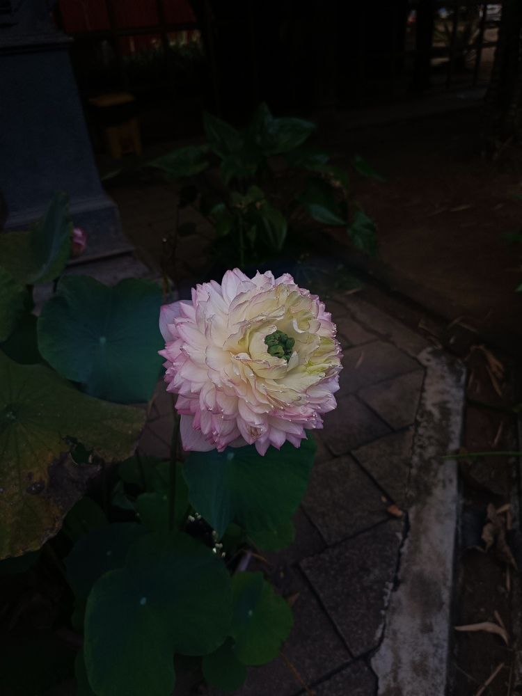 Photograph by Lakshmi Priya