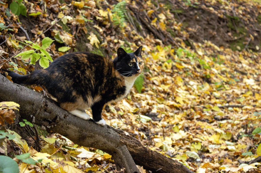 Photograph by Елена Беланенко