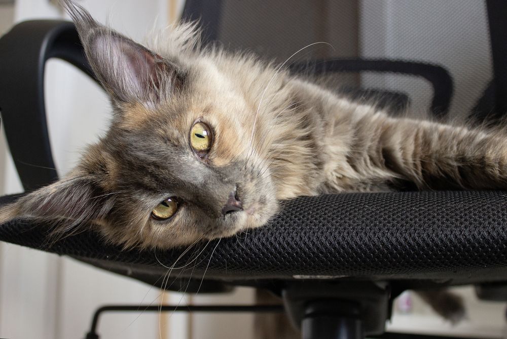 Photograph by Елена Беланенко