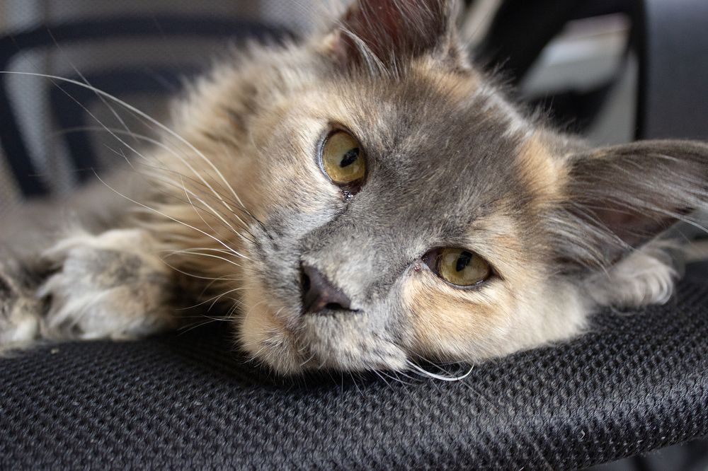 Photograph by Елена Беланенко