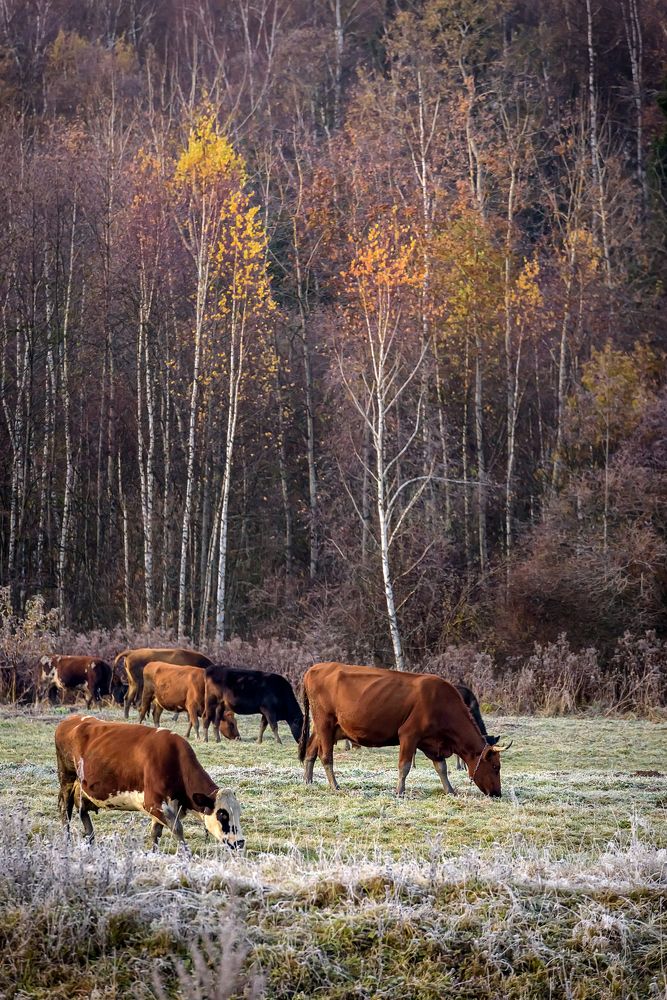 Фотография автора Yakovlev Artur