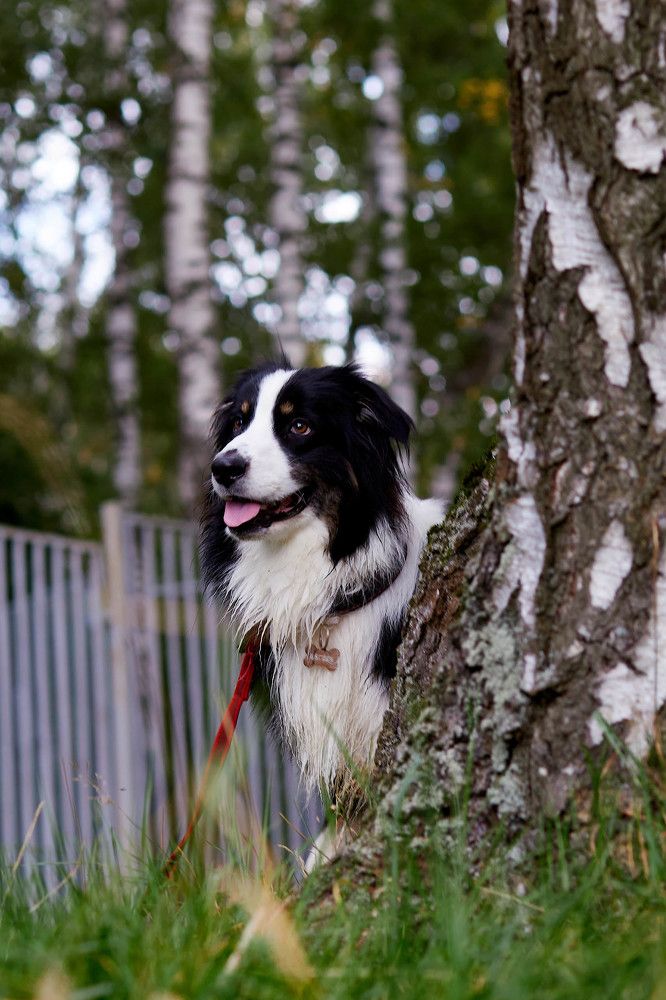 Фотография автора Totoro