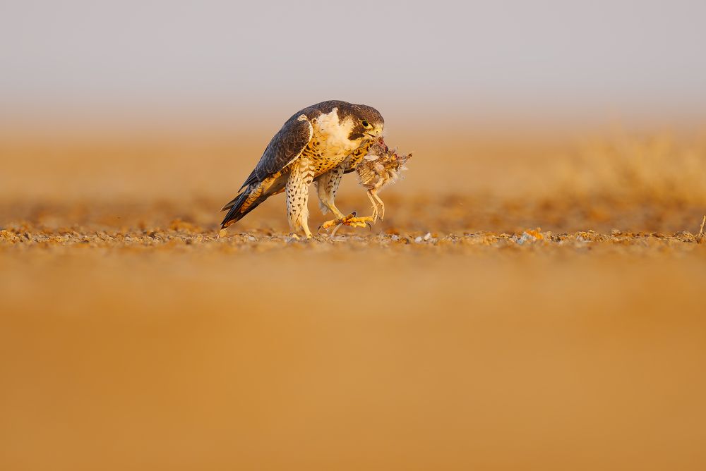 A Moment of Precision and Power!