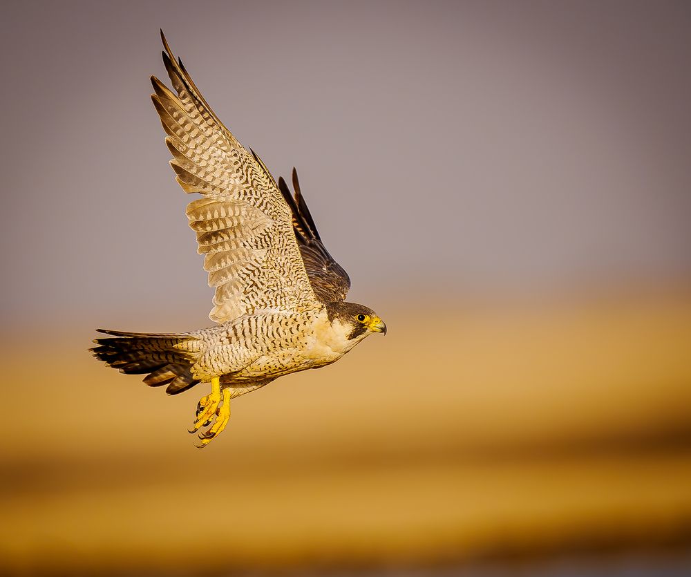 Peregrine Falcon- Fastest bird on Earth