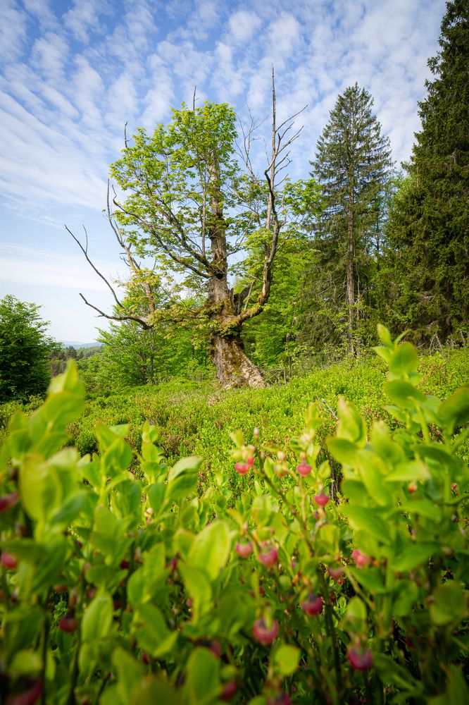 Photograph by Jan Vacek