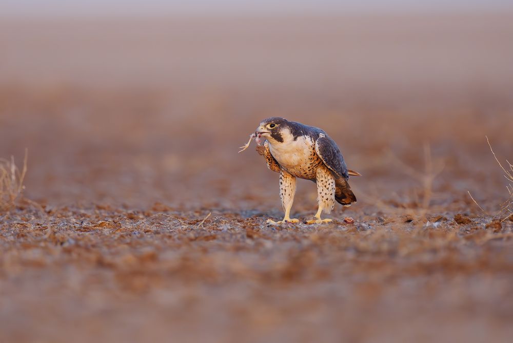 Predator's Pride: A Peregrine Falcon with its Prey