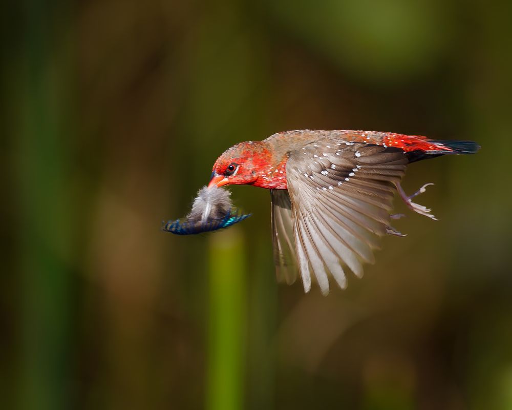 Nature's Architect in Action!