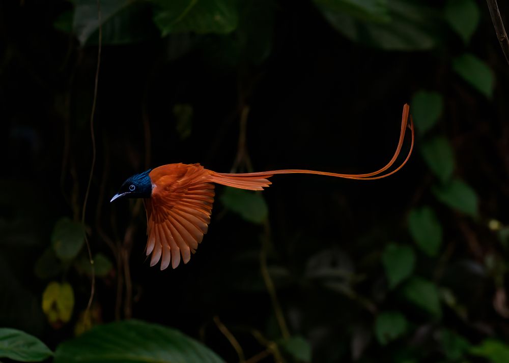 Grace in Motion! Paradise Flycatcher
