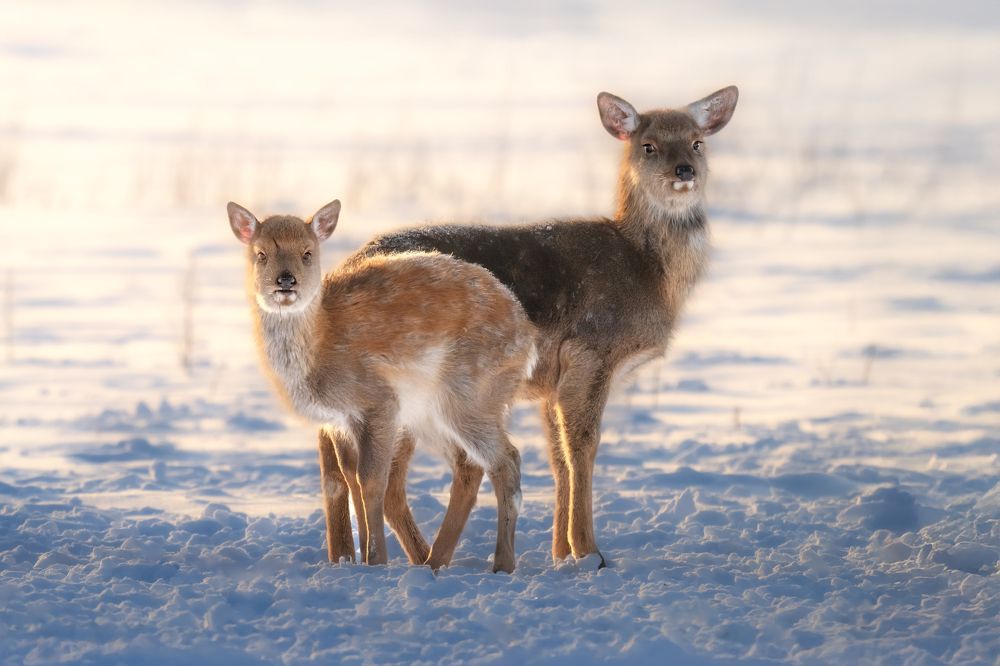 Photograph by Nephotograph