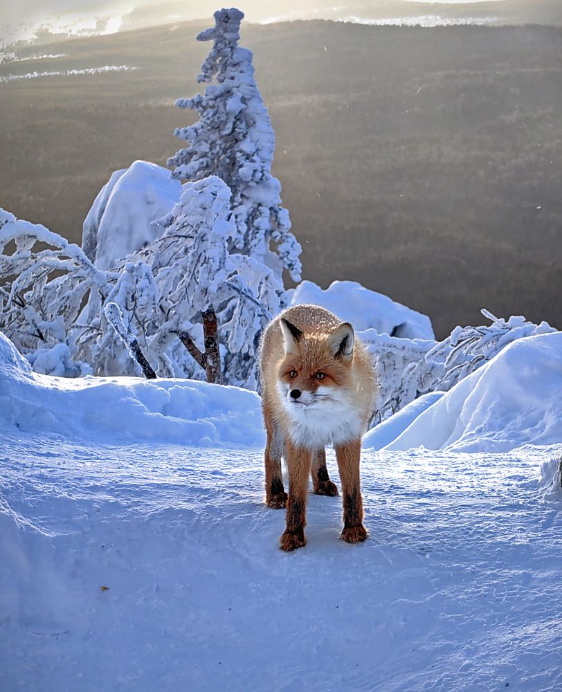 Фотография автора Кухта Мария