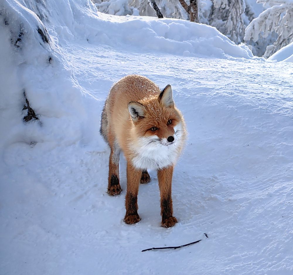 Лис на вершине Двуглавой сопки.
