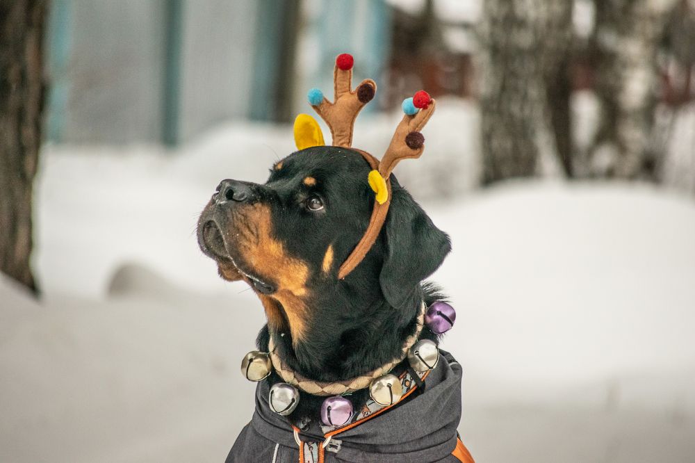 Photograph by Дмитрий Анисимов