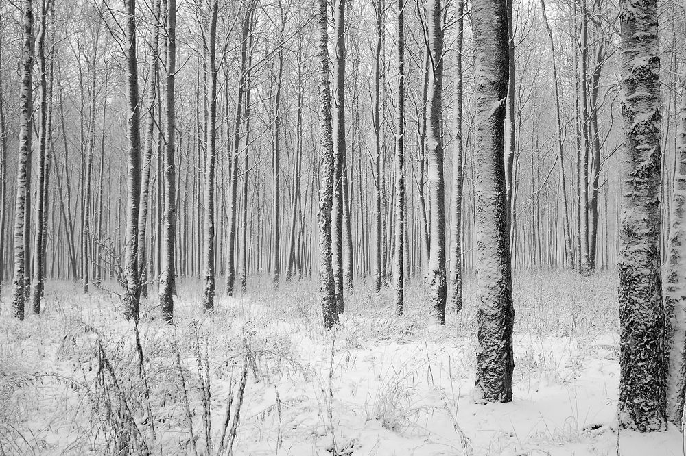 Photograph by Сергей Голов