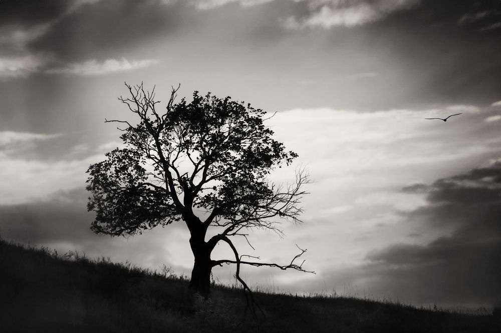 Photograph by Nephotograph