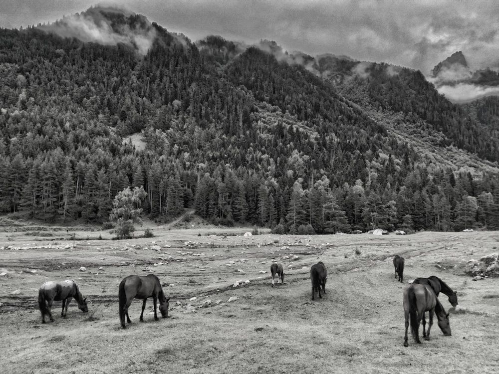 Горные лошади