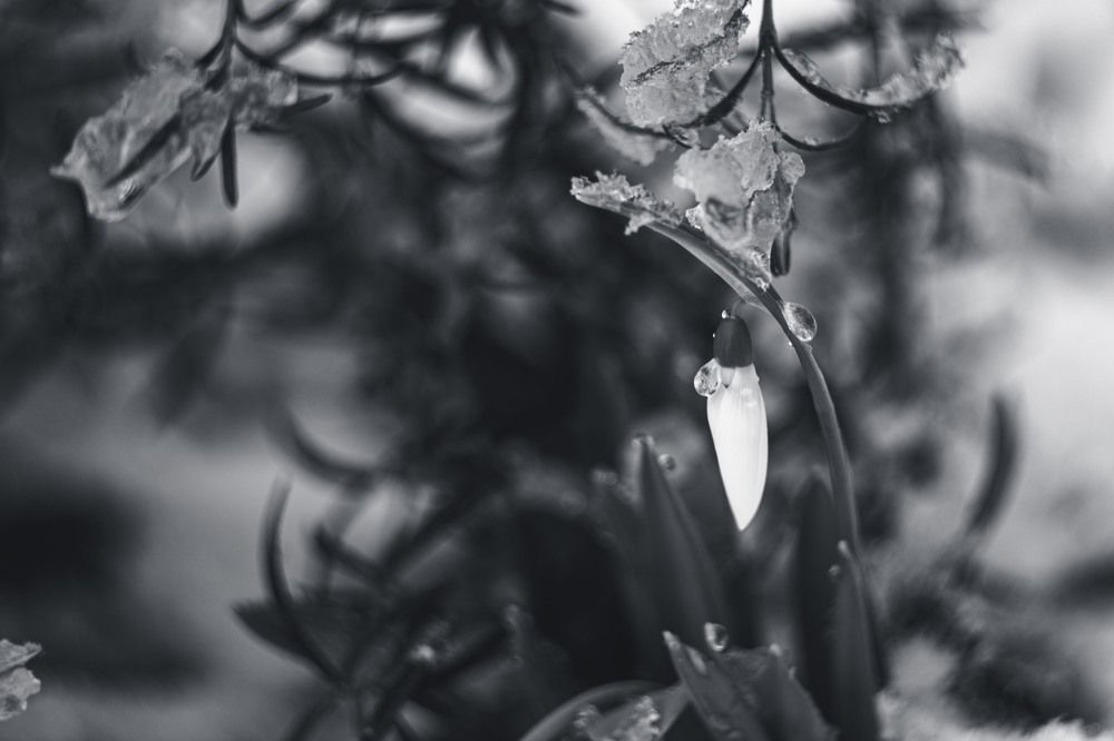 Photograph by Daniel Chobanov