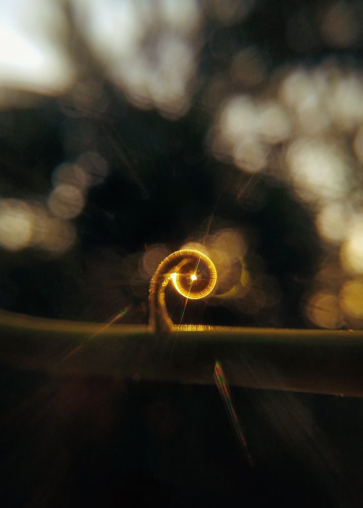 Hiding sun in the sprial.! [Macro, Mobile Photography]