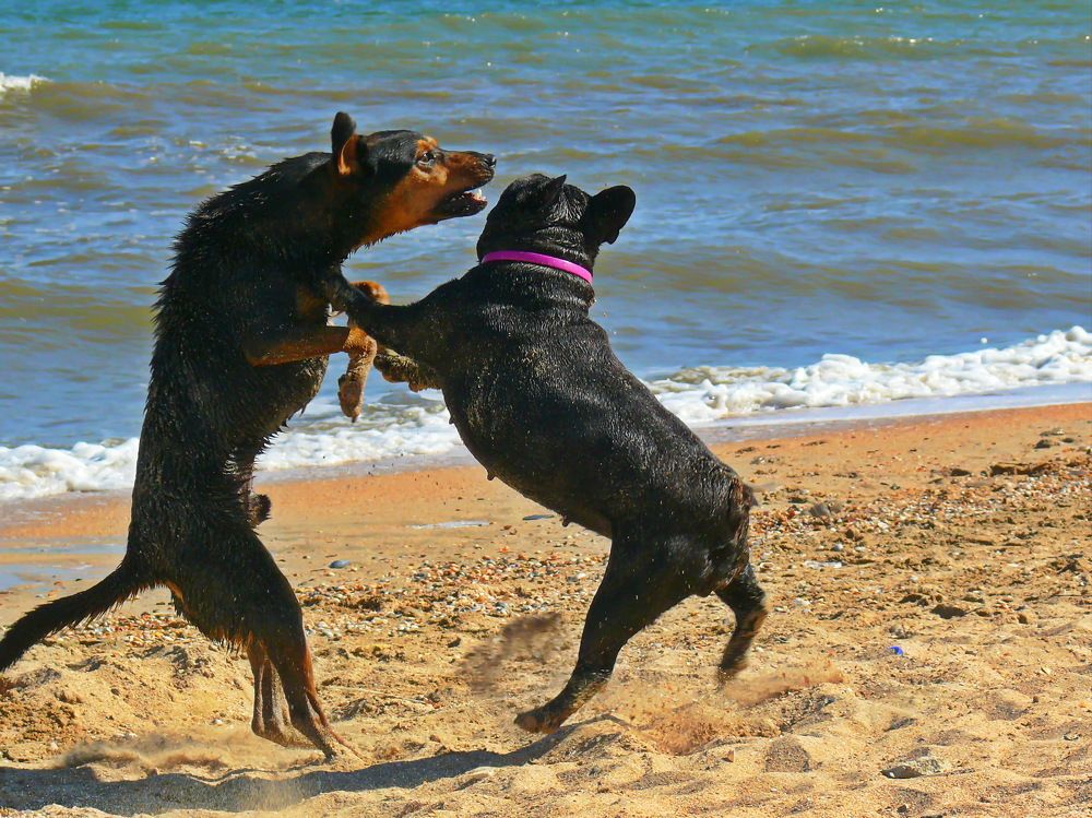 Фотография автора Анатолий Борисов