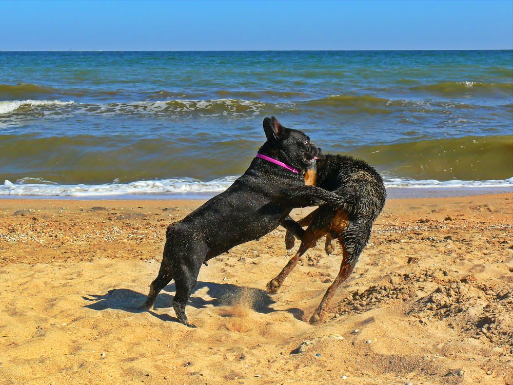 Фотография автора Анатолий Борисов