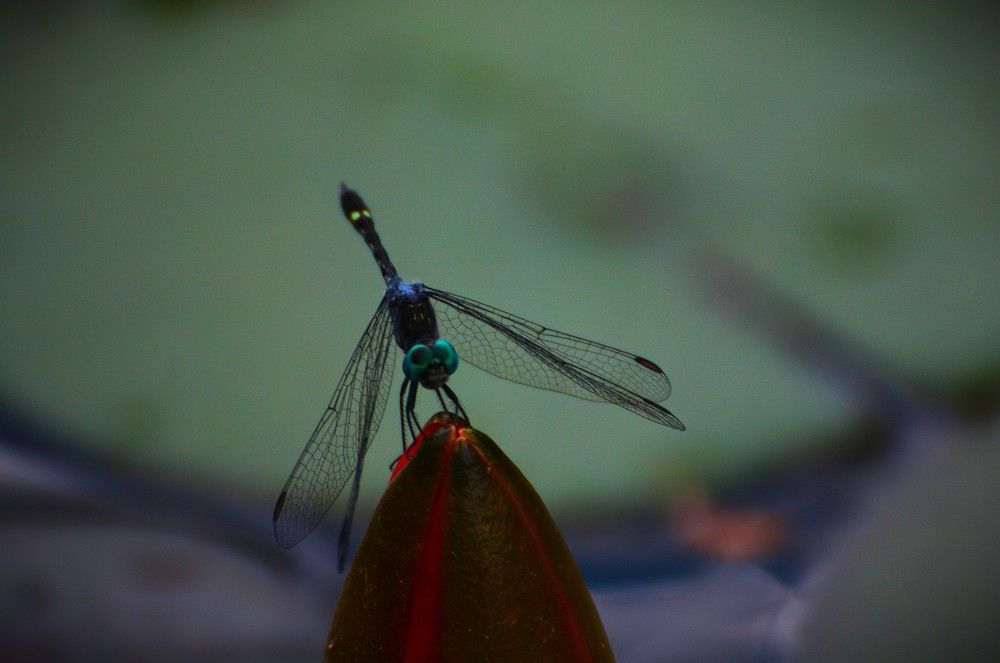 Photograph by Gr Marie