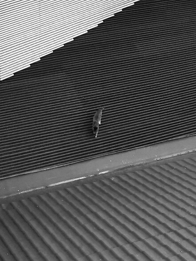 Predator in the jungle of city roofs