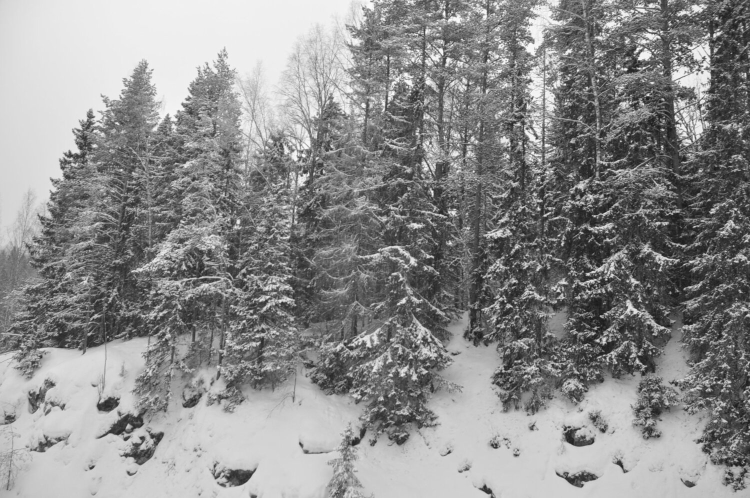 Photo #11640917