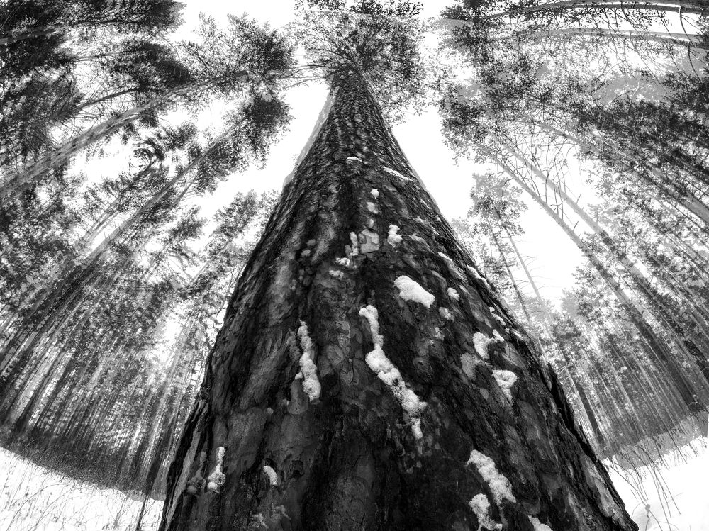 Лесная мелодия