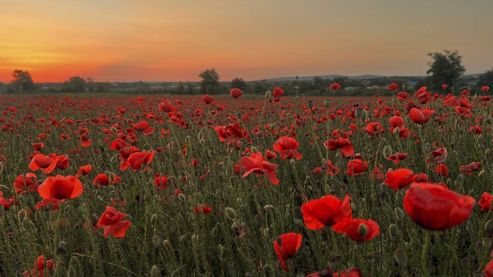 Photograph by Алена Полетаева