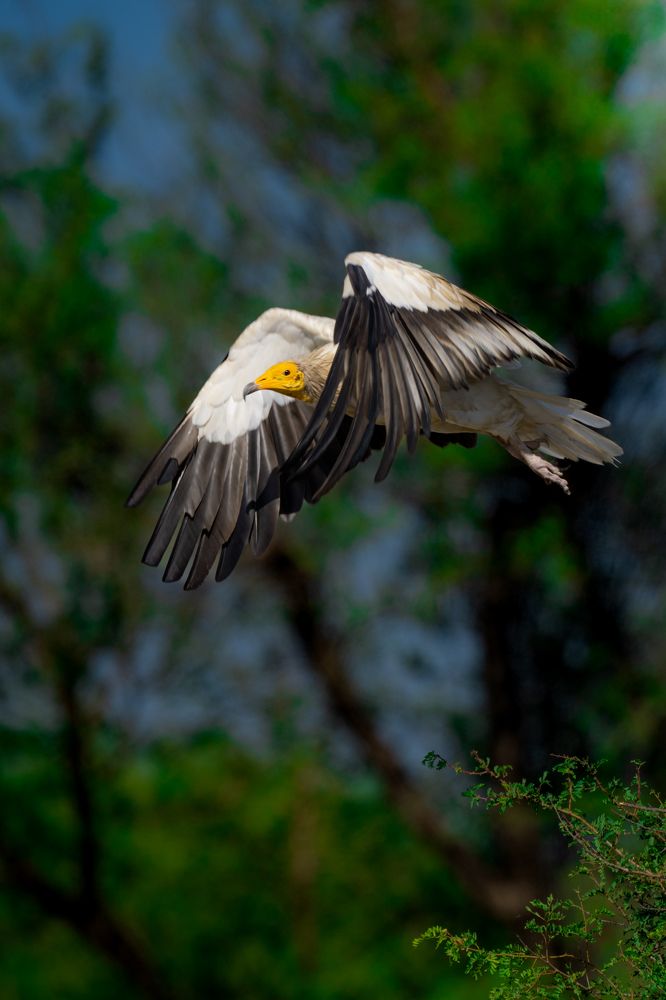 Wings of the Ancient Sentinel