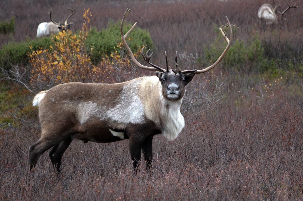 Фотография автора Olga Mamadzanova