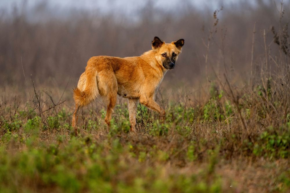 Photograph by mahadevan Arige