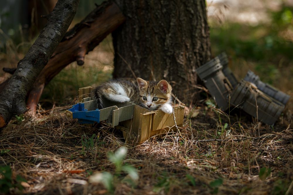 Photograph by Ольга Рябчикова